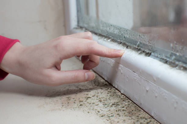 Best Post-Remediation Verification Testing  in Millport, AL
