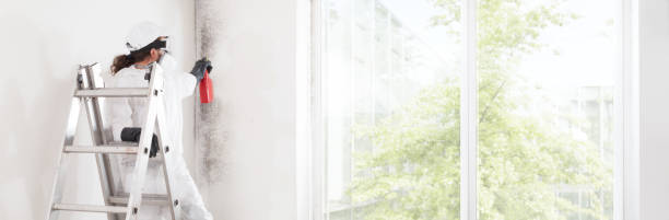 Reliable Millport, AL Mold Removal Solutions